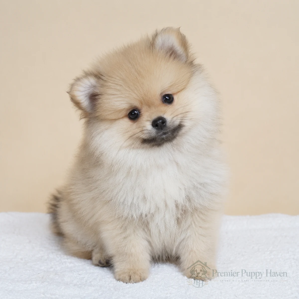 Maple, Pomeranian puppy