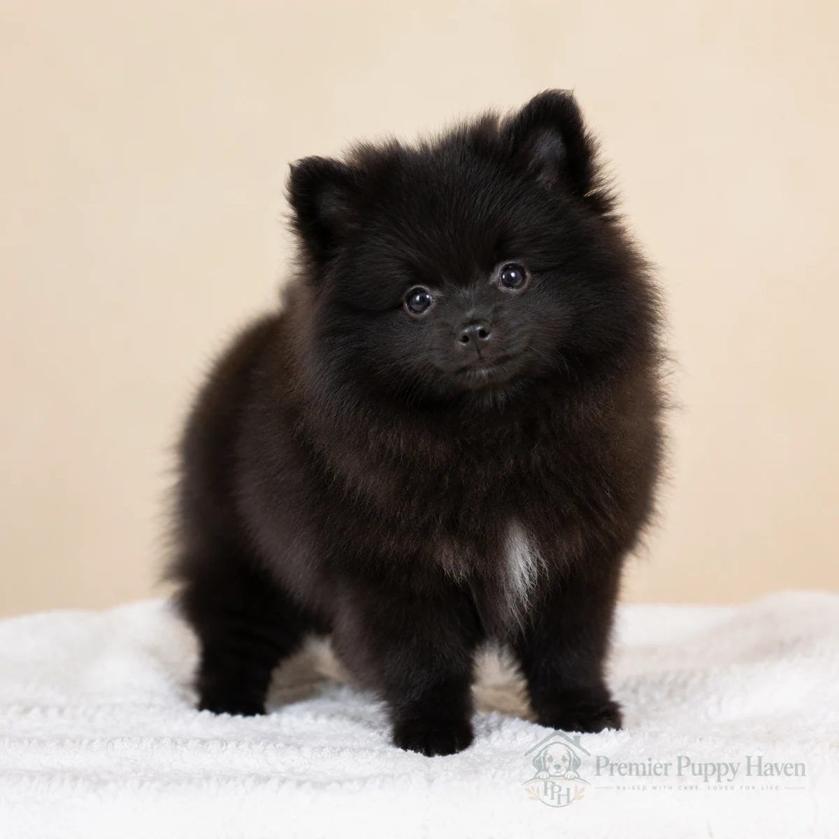 Fifi, Pomeranian puppy
