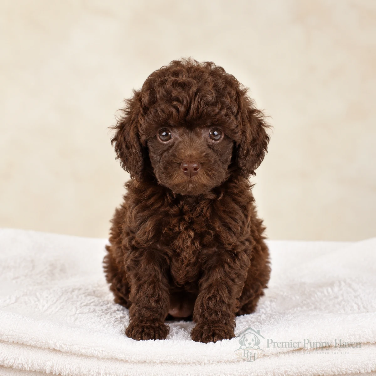 Finn, Toy Poodle puppy