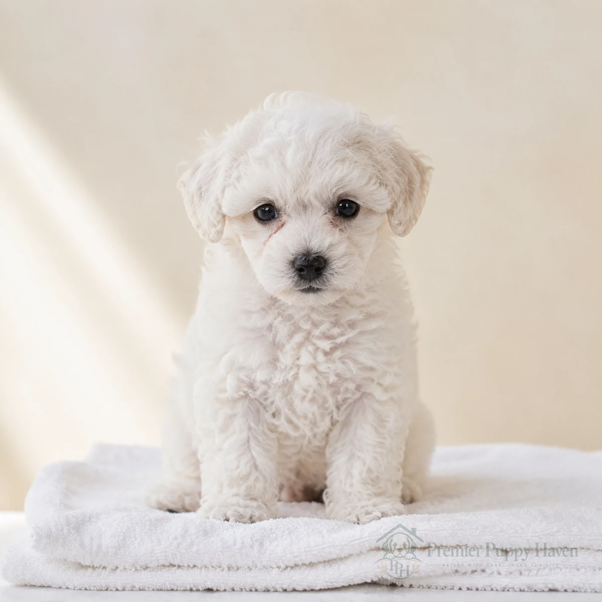 Pearl, Toy Poodle puppy