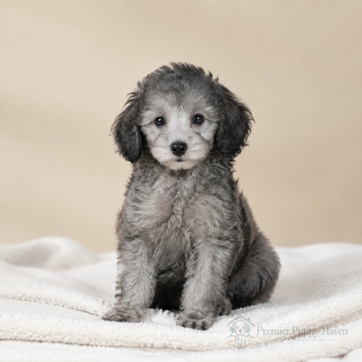 Louie, Toy Poodle puppy